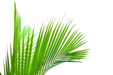 Beyaz arka planda izole edilmiş palmiye yaprağı, yaz konsepti, metin için boş alan, kırpma yolu dahil, HD Resim ve Büyük Çözünürlük. Masaüstü duvar kağıdı olarak kullanılabilir