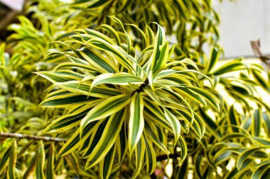 Beyaz arka planda izole tropik yaprak, yaz konsepti, metin için boş alan, kırpma yolu dahil, HD Resim ve Büyük Çözünürlük. Masaüstü duvar kağıdı olarak kullanılabilir