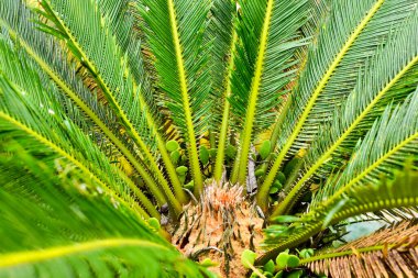Yazın tropikal orman palmiye yapraklarının odak noktası