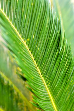 Yazın tropikal orman palmiye yapraklarının odak noktası