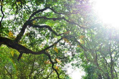 Tropikal yağmur ormanları yaprak bitkileri (Monstera, kuş yuvası eğreltiotu, altın otlar ve orman orkidesi) olan orman ağaçlarının doğa çerçevesi. Beyaz arka planda yabanda büyüyor. HD Resim ve Büyük Çözünürlük. Masaüstü duvar kağıdı olarak kullanılabilir