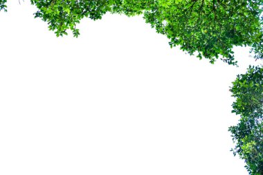 Tropikal yağmur ormanları yaprak bitkileri (Monstera, kuş yuvası eğreltiotu, altın otlar ve orman orkidesi) olan orman ağaçlarının doğa çerçevesi. Beyaz arka planda yabanda büyüyor. HD Resim ve Büyük Çözünürlük. Masaüstü duvar kağıdı olarak kullanılabilir