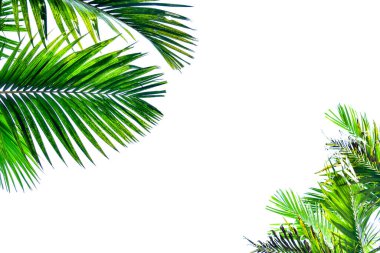 Beyaz arka planda izole edilmiş palmiye yaprağı, yaz konsepti, metin için boş alan, kırpma yolu dahil, HD Resim ve Büyük Çözünürlük. Masaüstü duvar kağıdı olarak kullanılabilir