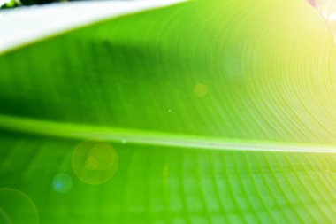 Muz yaprağı arkaplan / Muz ağacı yaprakları yeşil doğanın gündoğumu