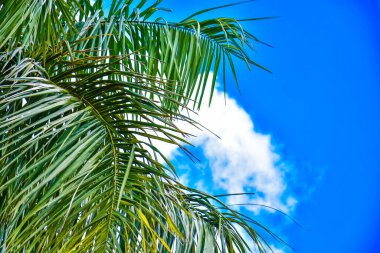 Palmiye yaprağı mavi gökyüzünde ve beyaz bulutlarda izole edilmiş, yaz konsepti, metin için boş alan, kırpma yolu dahil, HD Resim ve Büyük Çözünürlük. Masaüstü duvar kağıdı olarak kullanılabilir