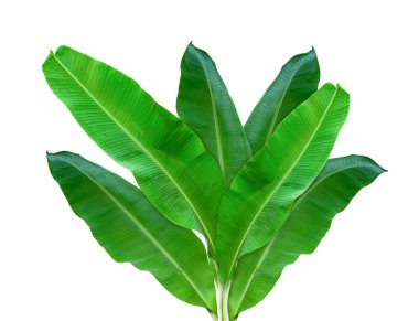 Beyaz arka planda izole edilmiş muz yaprağı, kırpma yolları da dahil. HD Resim ve Büyük Çözünürlük. Duvar kağıdı olarak kullanılabilir