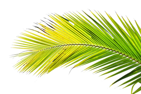 Beyaz Arka Planda Izole Edilmiş Palmiye Yaprağı Yaz Konsepti Metin — Stok fotoğraf