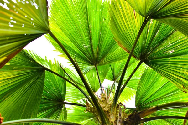 Palmblatt Isoliert Auf Weißem Hintergrund Sommerkonzept Freier Platz Für Text — Stockfoto