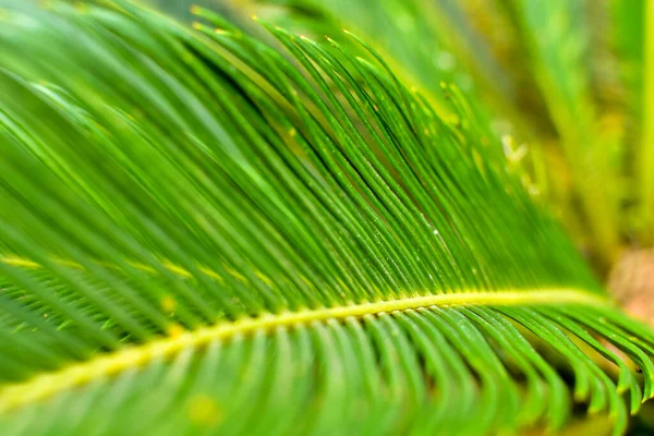 Seleção Foco Folhas Palmeira Floresta Tropical Verão — Fotografia de Stock