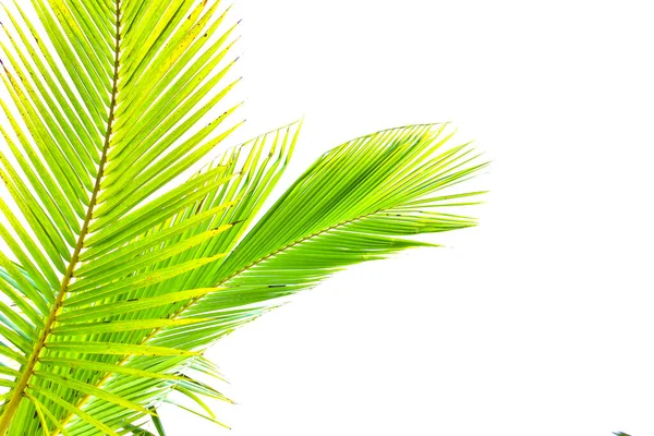 Palm Leaf Isolated White Background Summer Concept Free Space Text — Stock Photo, Image