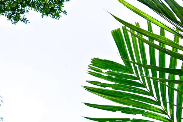 Naturrahmen Aus Dschungel Bäumen Mit Tropischen Regenwald Blattpflanzen Monstera Vogelnestfarn — Stockfoto