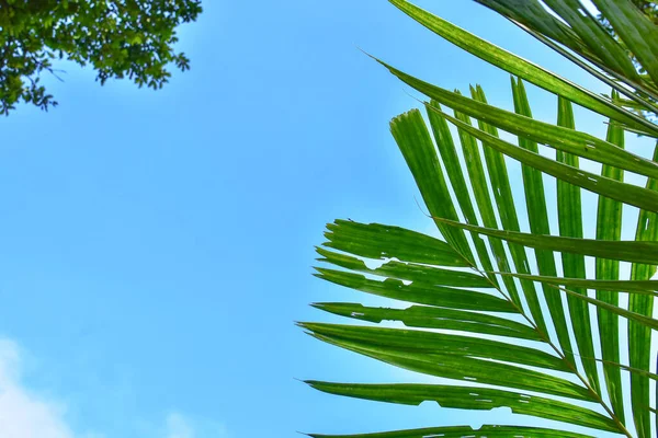 Palmblatt Isoliert Auf Blauem Himmel Und Weißen Wolken Sommerkonzept Freier — Stockfoto