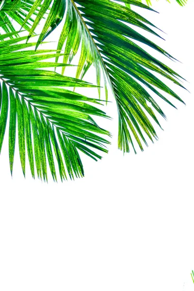 Palmblatt Isoliert Auf Weißem Hintergrund Sommerkonzept Freier Platz Für Text — Stockfoto