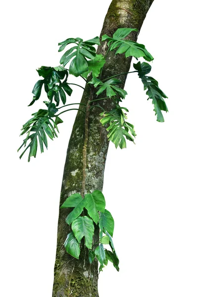 Hojas Tropicales Monstera Nativa Epipremnum Pinnatum Liana Planta Que Crece — Foto de Stock