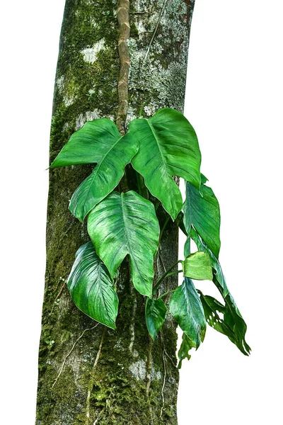 Folhas Tropicais Planta Nativa Monstera Epipremnum Pinnatum Liana Crescendo Escalada — Fotografia de Stock