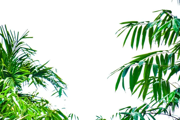 Beyaz Bulut Arkaplanlı Bambu Yaprakları Metin Için Boş Alan — Stok fotoğraf