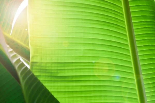 Folha Banana Fundo Folhas Verdes Bananeira Natureza Nascer Sol — Fotografia de Stock