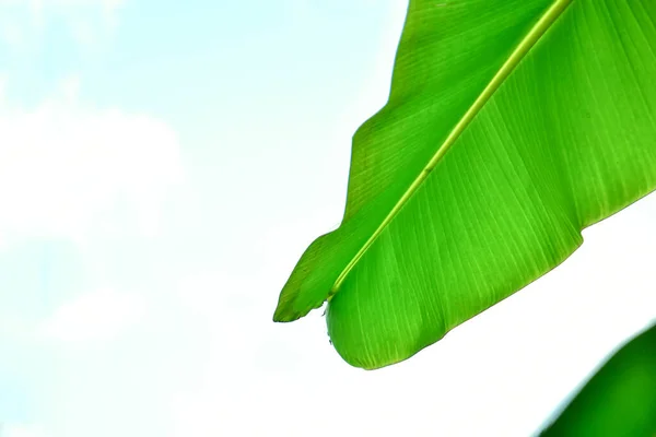 Banánový List Izolovaný Bílém Pozadí Modrou Oblohou Oříznutou Pěšinou Obraz — Stock fotografie