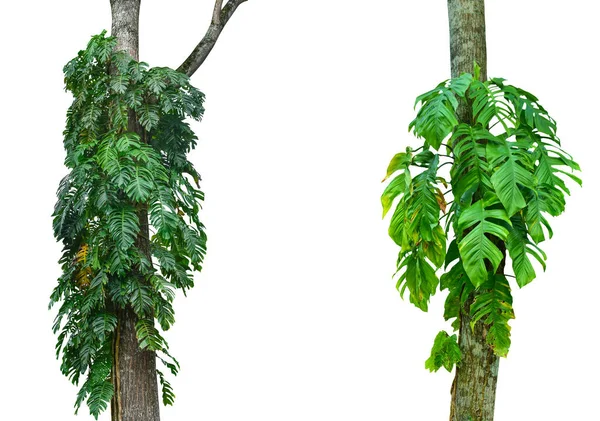 Sammlung Von Monstera Blatt Isoliert Auf Weißem Hintergrund Tropische Pflanze — Stockfoto