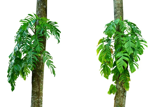 白い背景に孤立したモンスターの葉のコレクション 熱帯植物 Hd画像と大解像度 デスクトップ壁紙として使えます — ストック写真
