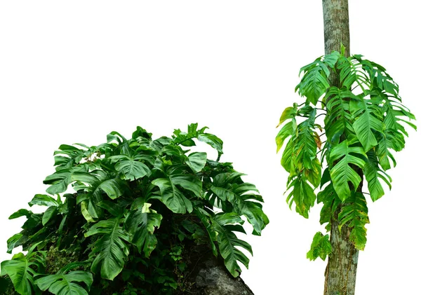 Forest tree trunks with monstera leaf, tropical foliage plants, forming a frame in nature, isolated on a white background with a cliping path. HD Image and Large Resolution. can be used as desktop wallpaper