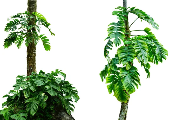 Pnie Drzew Leśnych Liściem Monstery Tropikalne Rośliny Liści Tworząc Ramę — Zdjęcie stockowe