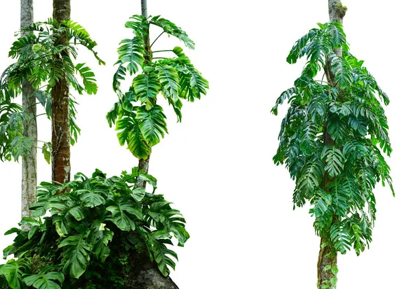 collection of monstera leaf isolated on white background. Tropical plant. HD Image and Large Resolution. can be used as desktop wallpaper