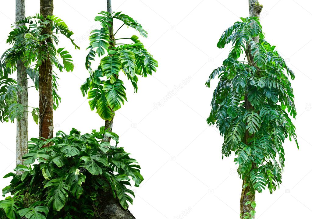 collection of monstera leaf isolated on white background. Tropical plant. HD Image and Large Resolution. can be used as desktop wallpaper