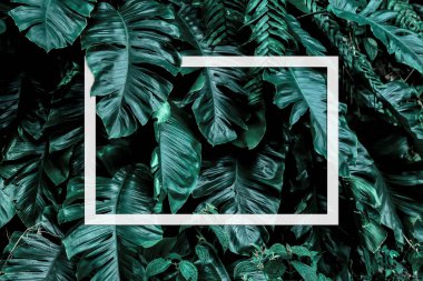 Monstera Deliciosa Pertusum Egzotik Yapraklar mesaj ya da logo için boşluklu beyaz bir kağıt levha çerçevesi oluşturuyor. En Küçük Düz Dizayn Düzeni