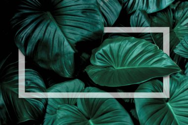 Monstera Deliciosa Pertusum Egzotik Yapraklar mesaj ya da logo için boşluklu beyaz bir kağıt levha çerçevesi oluşturuyor. En Küçük Düz Dizayn Düzeni