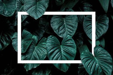 Monstera Deliciosa Pertusum Egzotik Yapraklar mesaj ya da logo için boşluklu beyaz bir kağıt levha çerçevesi oluşturuyor. En Küçük Düz Dizayn Düzeni