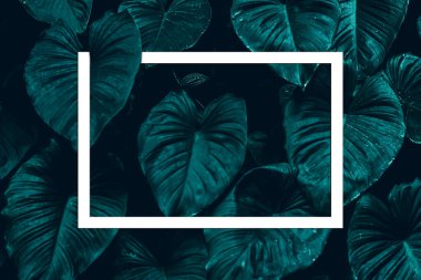 Monstera Deliciosa Pertusum Egzotik Yapraklar mesaj ya da logo için boşluklu beyaz bir kağıt levha çerçevesi oluşturuyor. En Küçük Düz Dizayn Düzeni
