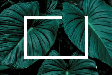 Monstera Deliciosa Pertusum Egzotik Yapraklar mesaj ya da logo için boşluklu beyaz bir kağıt levha çerçevesi oluşturuyor. En Küçük Düz Dizayn Düzeni