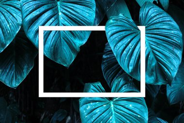 Monstera Deliciosa Pertusum Egzotik Yapraklar mesaj ya da logo için boşluklu beyaz bir kağıt levha çerçevesi oluşturuyor. En Küçük Düz Dizayn Düzeni
