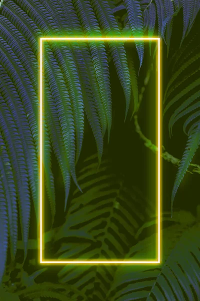 Fern Leaves Colorful Neon Light Free Space Text — Stock Photo, Image