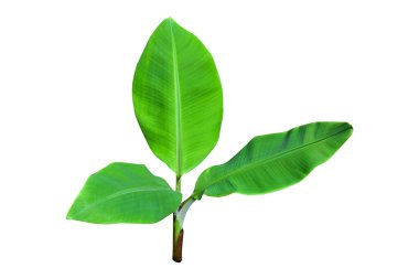 Büyük yaprakları olan muz ağaçlarının tepesini izole ettim. kırpma yolu dahil