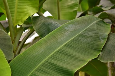 Koyu yeşil muz yaprakları beyaz arkaplana yerleştirilir, kırpma yolu dahil, arkaplan ve duvar kağıdı olarak kullanılabilir