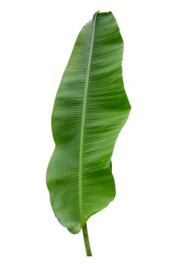 Muz yaprağı beyaz arka planda ve mavi gökyüzünde izole edilmiş, kırpma yolu ile. HD Resim ve Büyük Çözünürlük. Duvar kağıdı olarak kullanılabilir