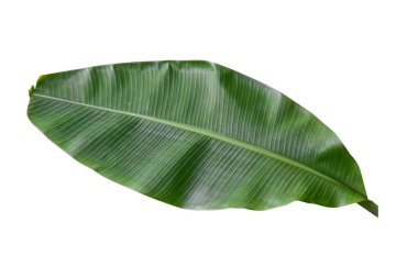 Muz yaprağı beyaz arka planda ve mavi gökyüzünde izole edilmiş, kırpma yolu ile. HD Resim ve Büyük Çözünürlük. Duvar kağıdı olarak kullanılabilir