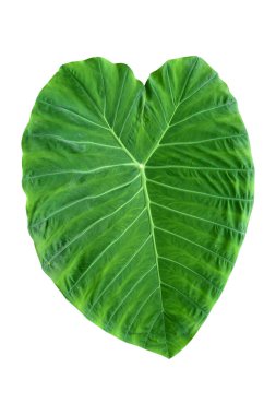 Beyaz arka planda izole edilmiş tropikal yaprak bitkisi Fil kulağı veya taro (Colocasia türleri) yeşil yaprakları içerir..
