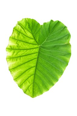 Beyaz arka planda izole edilmiş tropikal yaprak bitkisi Fil kulağı veya taro (Colocasia türleri) yeşil yaprakları içerir..