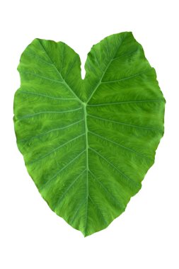 Beyaz arka planda izole edilmiş tropikal yaprak bitkisi Fil kulağı veya taro (Colocasia türleri) yeşil yaprakları içerir..