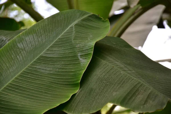 Σκούρα Πράσινα Φύλλα Μπανάνας Τοποθετημένα Λευκό Φόντο Συμπεριλαμβανομένης Της Διαδρομής — Φωτογραφία Αρχείου