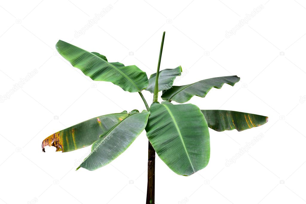 Isolated the top of the banana trees that have large leaves. clipping path included