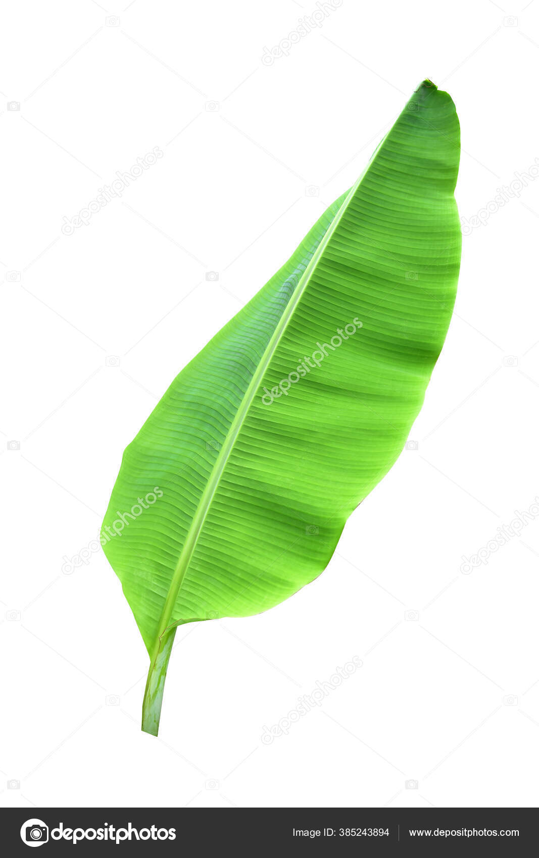 Banana Leaf Isolated White Background Blue Sky Clipping Path Image Stock  Photo by ©Nature_Design 385243894