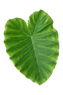Beyaz arka planda izole edilmiş tropikal yaprak bitkisi Fil kulağı veya taro (Colocasia türleri) yeşil yaprakları içerir..