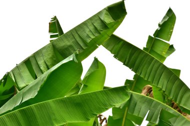 Koyu yeşil muz yaprakları beyaz arkaplana yerleştirilir, kırpma yolu dahil, arkaplan ve duvar kağıdı olarak kullanılabilir