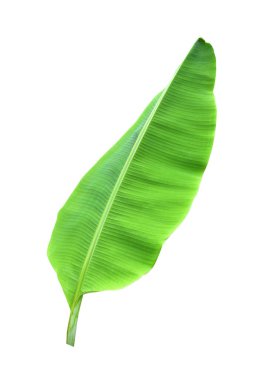 Muz yaprağı beyaz arka planda ve mavi gökyüzünde izole edilmiş, kırpma yolu ile. HD Resim ve Büyük Çözünürlük. Duvar kağıdı olarak kullanılabilir