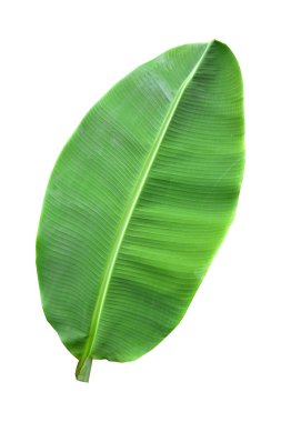 Muz yaprağı beyaz arka planda ve mavi gökyüzünde izole edilmiş, kırpma yolu ile. HD Resim ve Büyük Çözünürlük. Duvar kağıdı olarak kullanılabilir