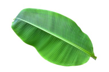 Muz yaprağı beyaz arka planda ve mavi gökyüzünde izole edilmiş, kırpma yolu ile. HD Resim ve Büyük Çözünürlük. Duvar kağıdı olarak kullanılabilir
